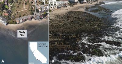 In situ carbon uptake of marine macrophytes is highly variable among species, taxa, and morphology